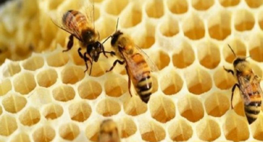 Jak se můžete zbavit mravenců na včelnici a chránit úly, prevence